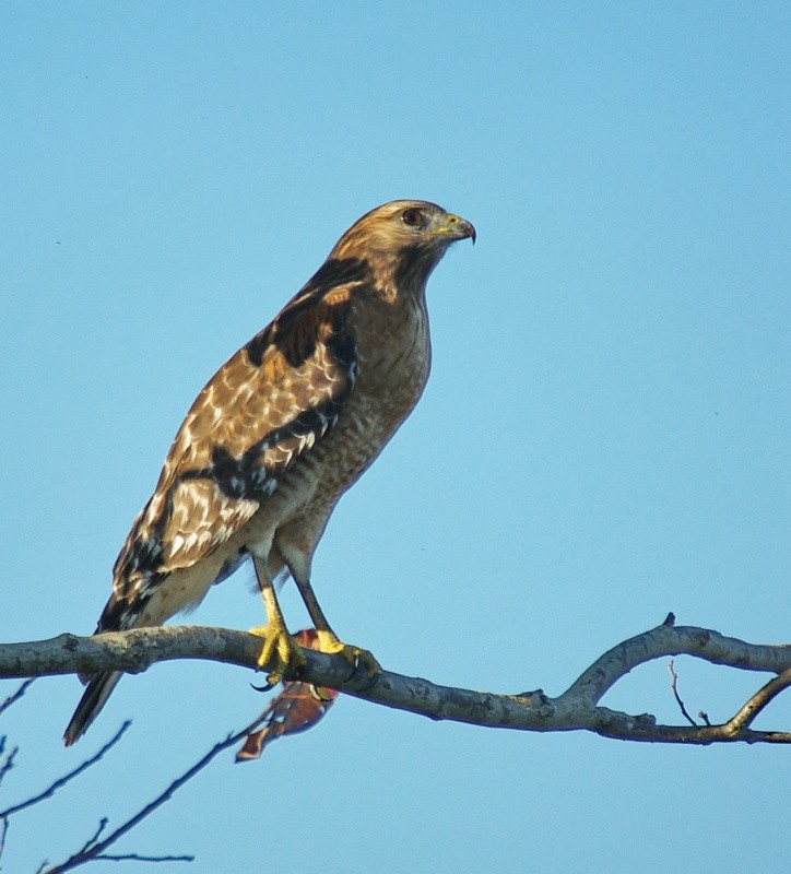 Red-Shouldered Hawk in the Shadows in Tree
